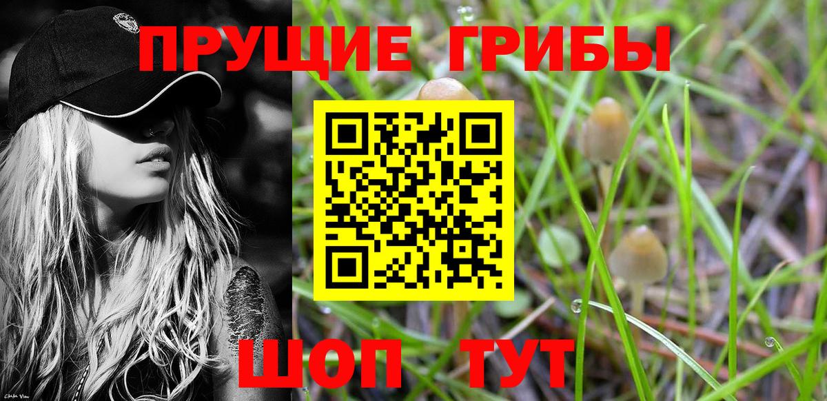 Кизилюрт  Галлюциногенные грибы Psilocybe  Вход с VPN  Псилоцибиновые грибы MAGIC MUSHROOMS 